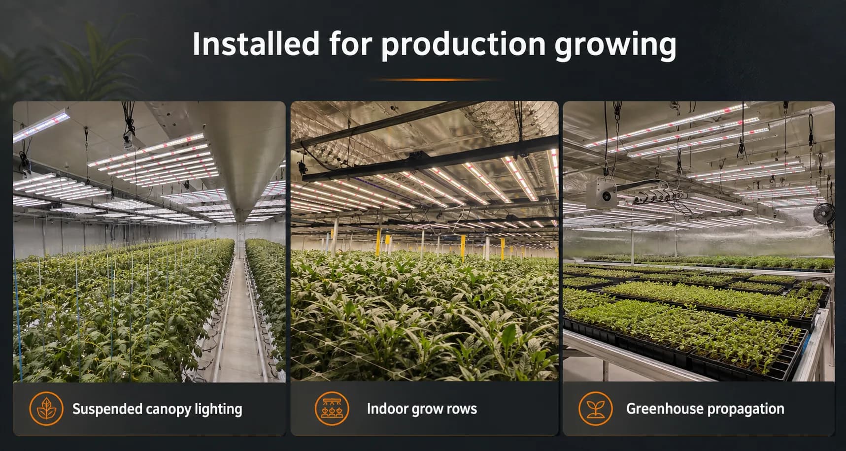 Grow light bars installed above indoor crop rows
